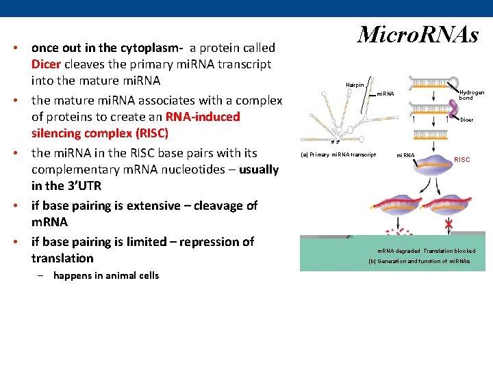  • once out in the cytoplasm- a protein called Dicer cleaves the primary