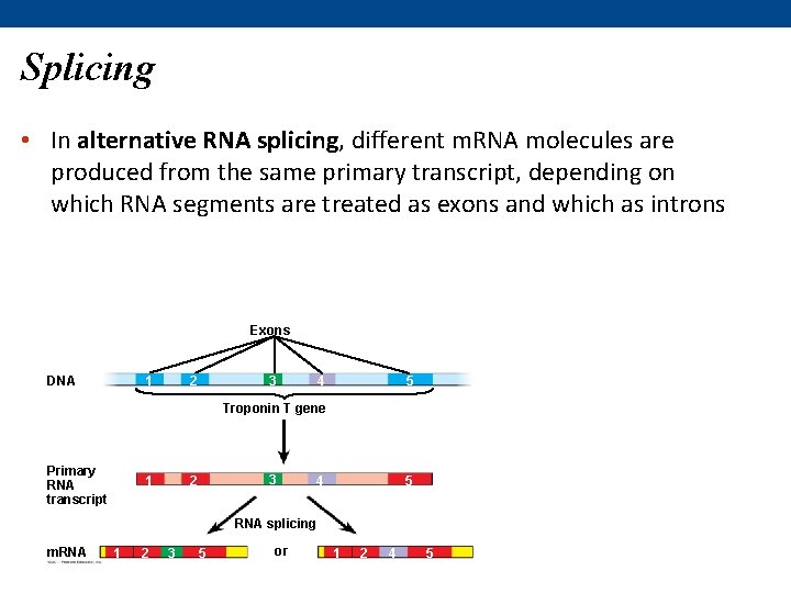 Splicing • In alternative RNA splicing, different m. RNA molecules are produced from the