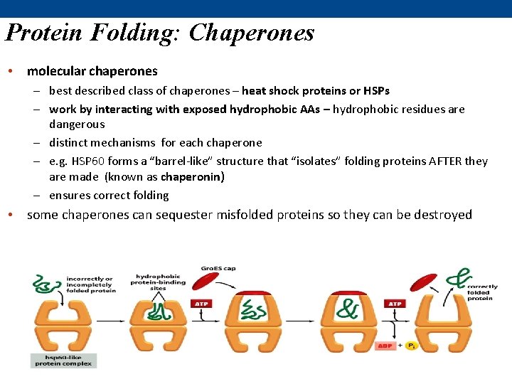 Protein Folding: Chaperones • molecular chaperones – best described class of chaperones – heat