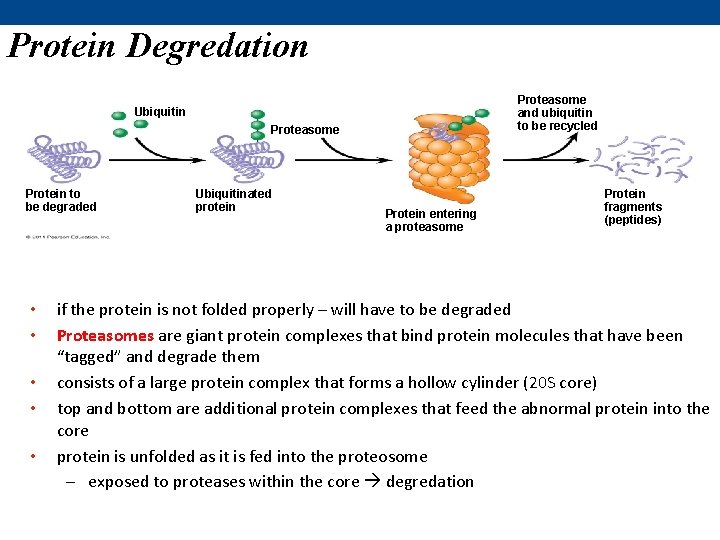 Protein Degredation Proteasome and ubiquitin to be recycled Ubiquitin Proteasome Protein to be degraded