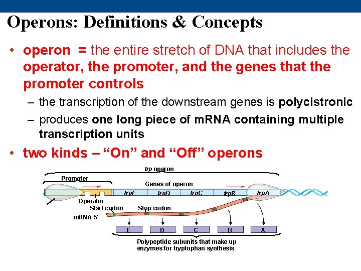 Operons: Definitions & Concepts • operon = the entire stretch of DNA that includes