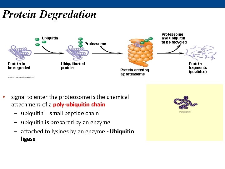 Protein Degredation Proteasome and ubiquitin to be recycled Ubiquitin Proteasome Protein to be degraded