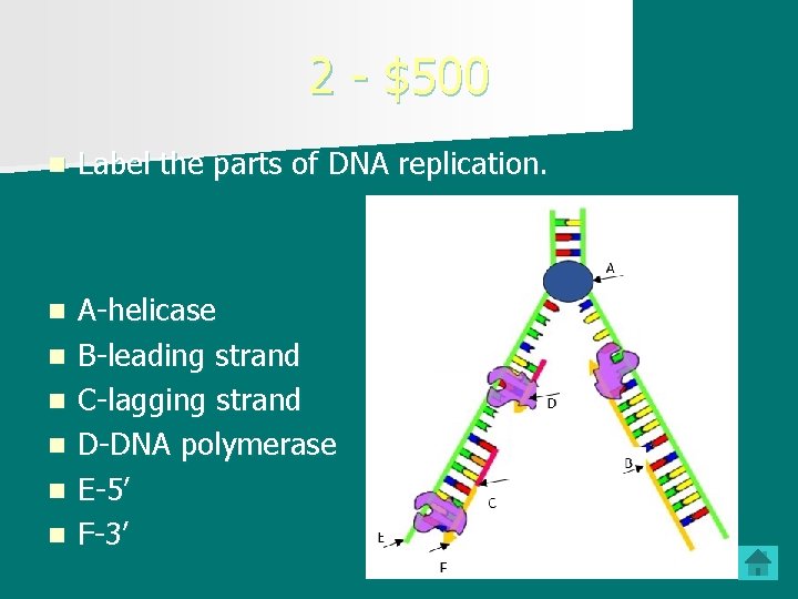 2 - $500 n Label the parts of DNA replication. A n n n