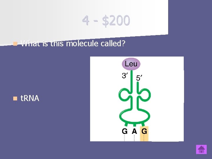 4 - $200 n What is this molecule called? n t. RNA 