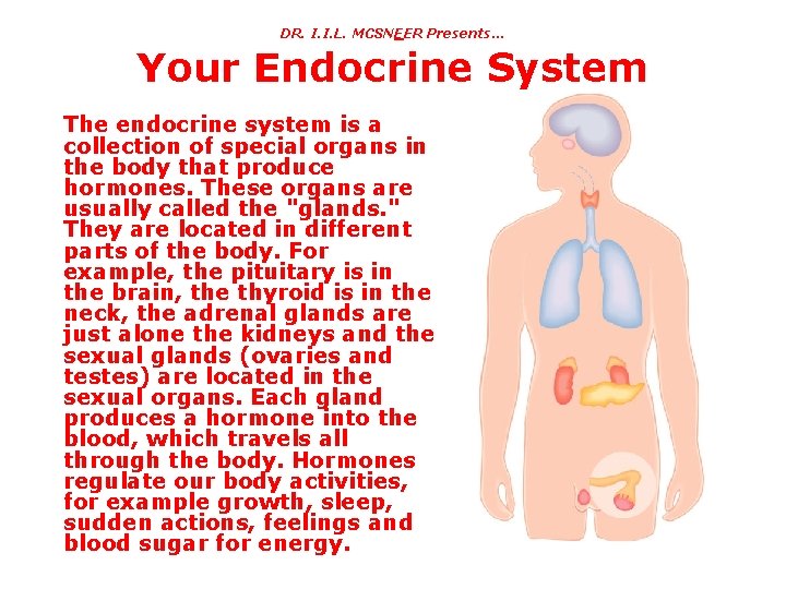 DR. I. I. L. MCSNEER Presents… Your Endocrine System The endocrine system is a