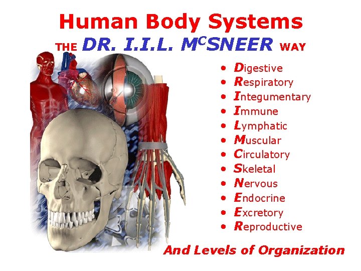 Human Body Systems THE DR. I. I. L. MCSNEER • • • WAY Digestive