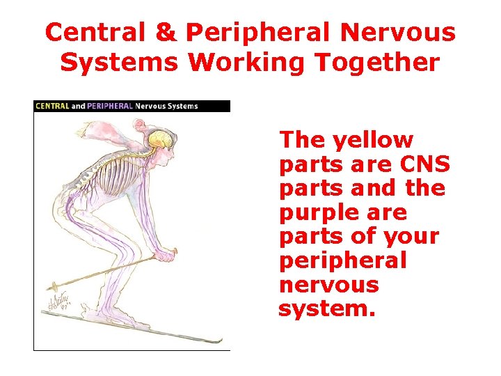 Central & Peripheral Nervous Systems Working Together The yellow parts are CNS parts and