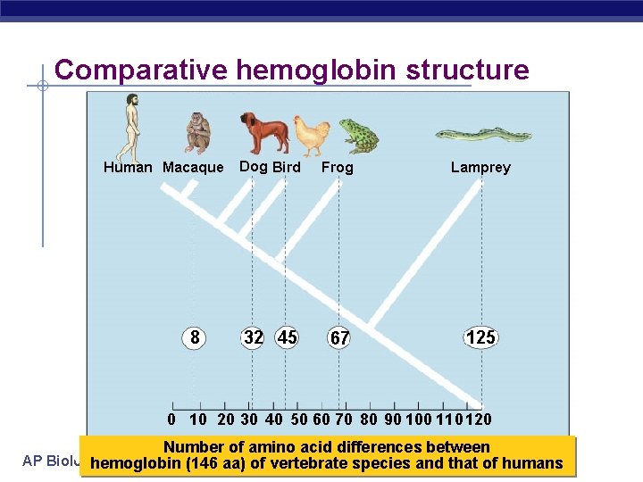 Comparative hemoglobin structure Human Macaque 8 Dog Bird Frog Lamprey 32 45 67 125