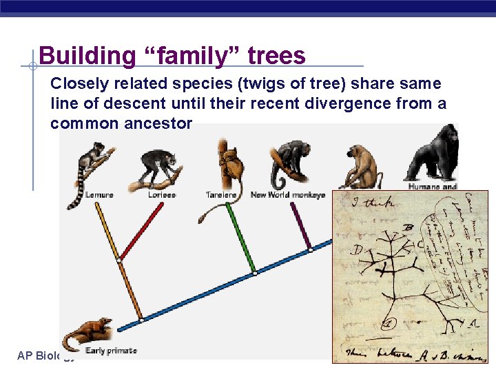 Building “family” trees Closely related species (twigs of tree) share same line of descent