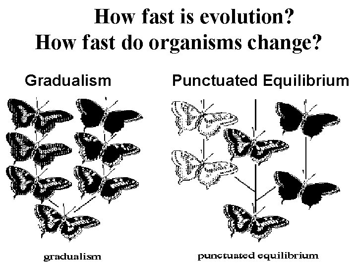 How fast is evolution? How fast do organisms change? Gradualism Punctuated Equilibrium 