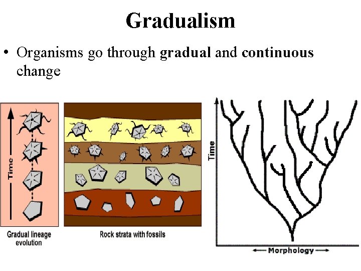 Gradualism • Organisms go through gradual and continuous change 