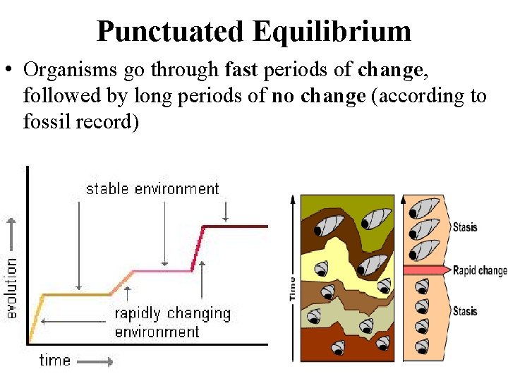 Punctuated Equilibrium • Organisms go through fast periods of change, followed by long periods