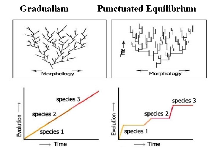 Gradualism Punctuated Equilibrium 