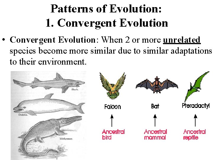 Patterns of Evolution: 1. Convergent Evolution • Convergent Evolution: When 2 or more unrelated