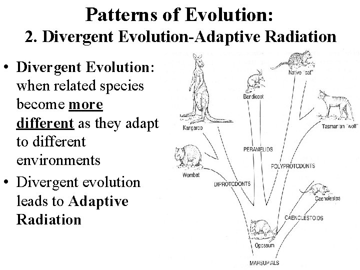 Patterns of Evolution: 2. Divergent Evolution-Adaptive Radiation • Divergent Evolution: when related species become