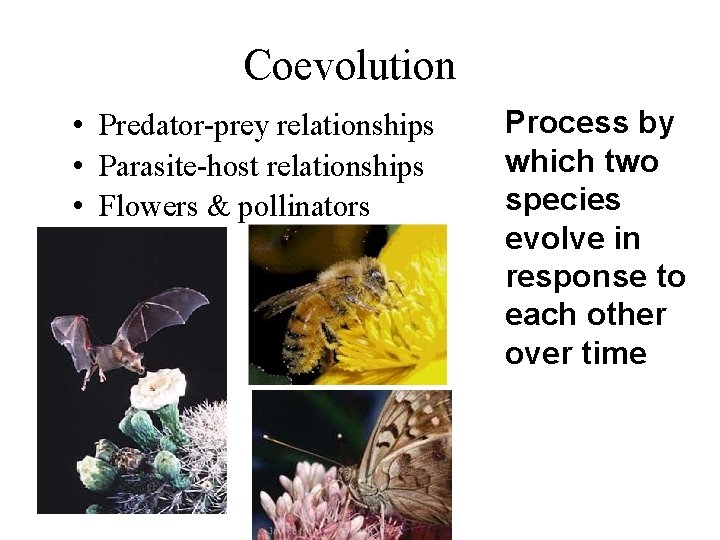 Coevolution • Predator-prey relationships • Parasite-host relationships • Flowers & pollinators Process by which