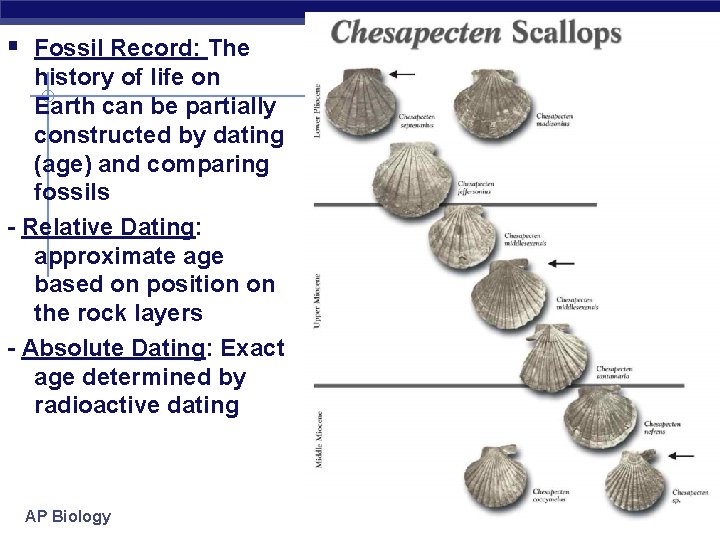 § Fossil Record: The history of life on Earth can be partially constructed by