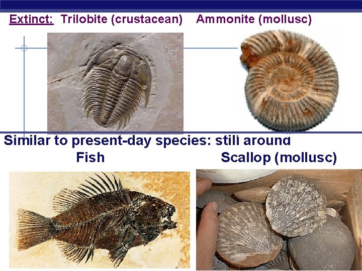 Extinct: Trilobite (crustacean) Ammonite (mollusc) Similar to present-day species: still around Fish Scallop (mollusc)