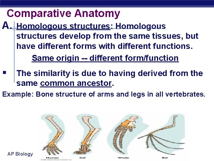 Comparative Anatomy A. Homologous structures: Homologous structures develop from the same tissues, but have