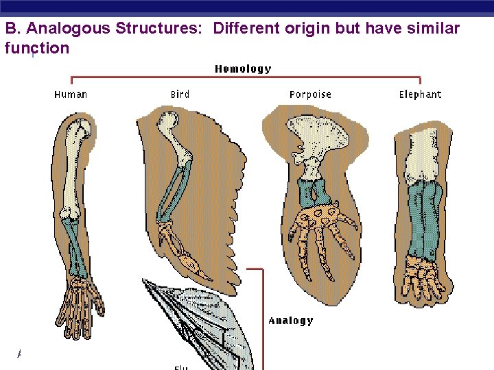 B. Analogous Structures: Different origin but have similar function AP Biology 