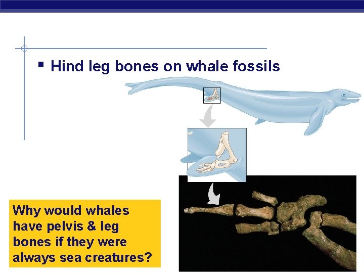 § Hind leg bones on whale fossils Why would whales have pelvis & leg