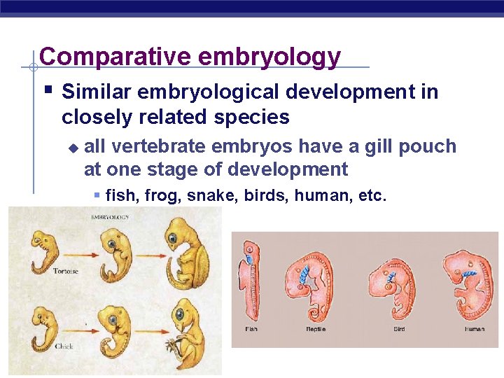 Comparative embryology § Similar embryological development in closely related species u all vertebrate embryos