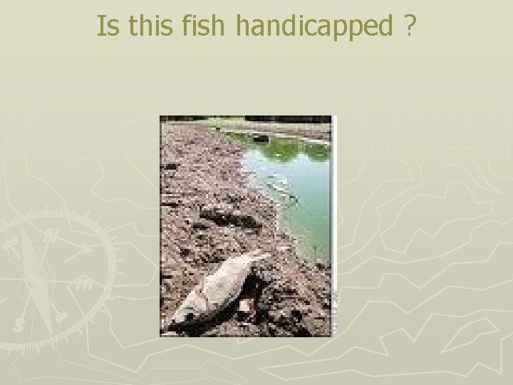 Is this fish handicapped ? 