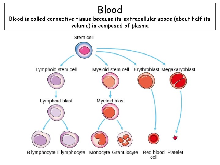 Blood is called connective tissue because its extracellular space (about half its volume) is