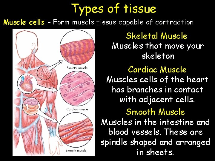 Types of tissue Muscle cells – Form muscle tissue capable of contraction Skeletal Muscles