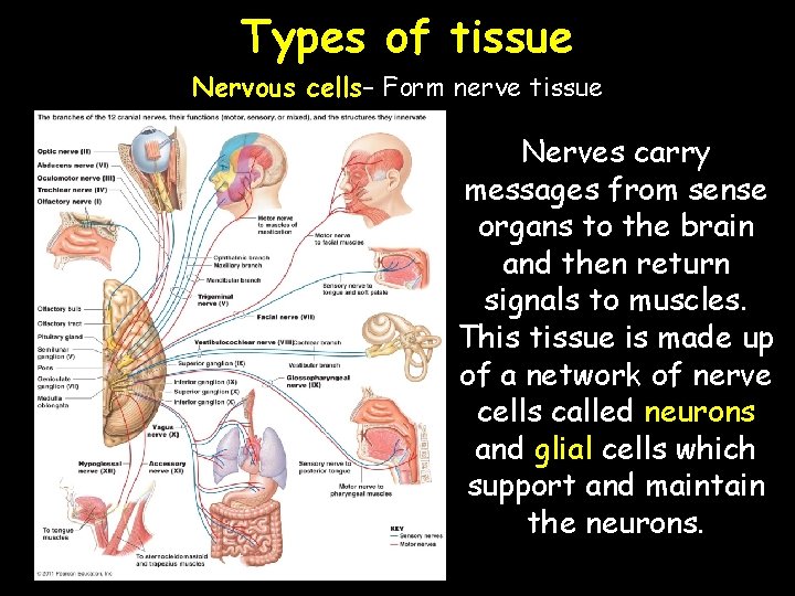 Types of tissue Nervous cells– Form nerve tissue Nerves carry messages from sense organs