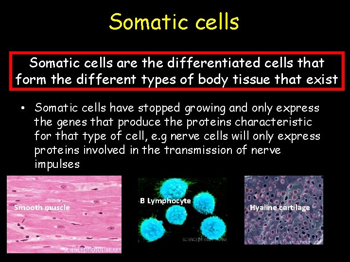 Somatic cells are the differentiated cells that form the different types of body tissue
