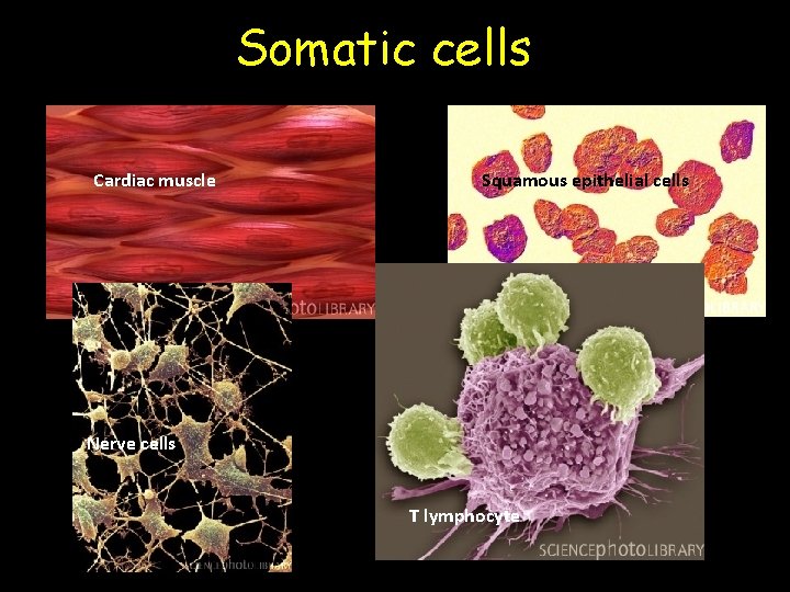 Somatic cells Cardiac muscle Squamous epithelial cells Nerve cells T lymphocyte 