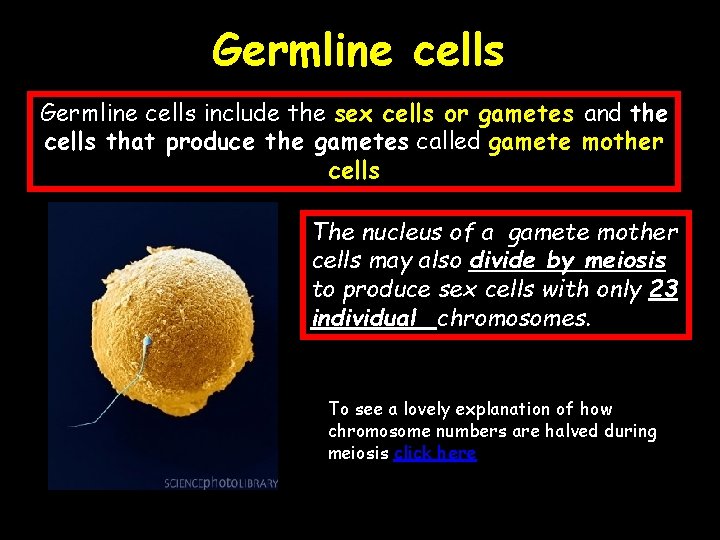 Germline cells include the sex cells or gametes and the cells that produce the