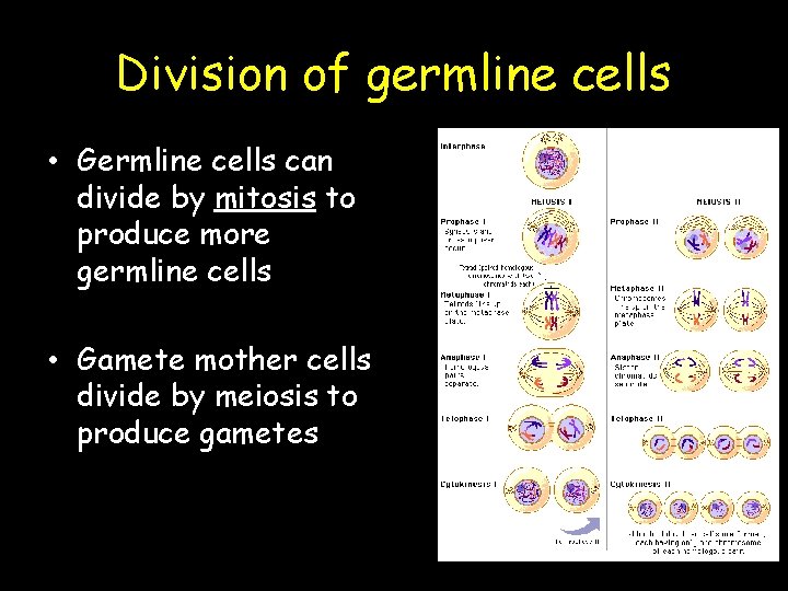 Division of germline cells • Germline cells can divide by mitosis to produce more