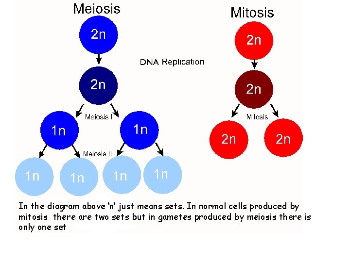 In the diagram above ‘n’ just means sets. In normal cells produced by mitosis