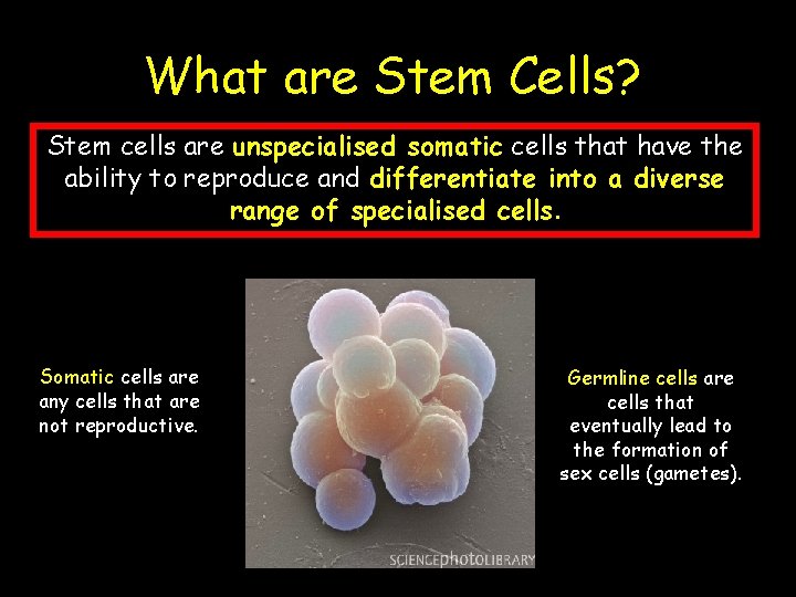 What are Stem Cells? Stem cells are unspecialised somatic cells that have the ability