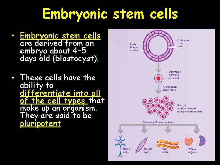 Embryonic stem cells • Embryonic stem cells are derived from an embryo about 4–