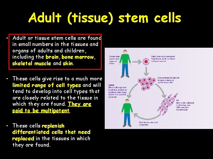 Adult (tissue) stem cells • Adult or tissue stem cells are found in small