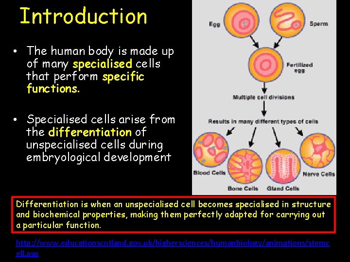 Introduction • The human body is made up of many specialised cells that perform