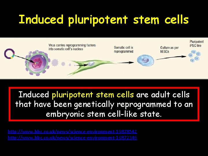 Induced pluripotent stem cells are adult cells that have been genetically reprogrammed to an