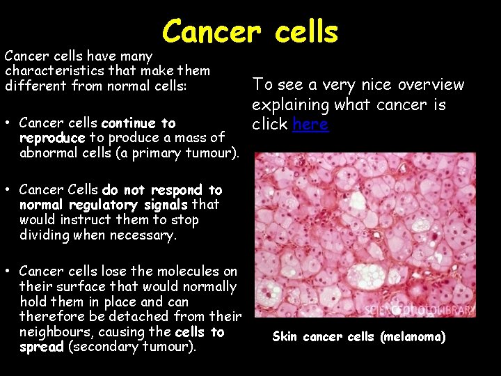Cancer cells have many characteristics that make them different from normal cells: • Cancer
