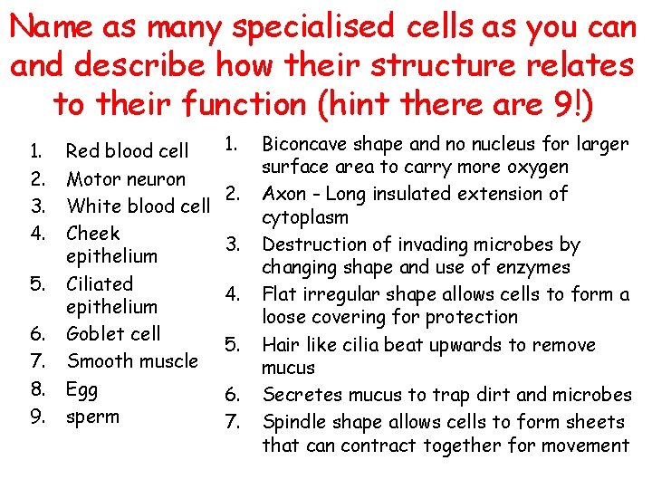 Name as many specialised cells as you can and describe how their structure relates