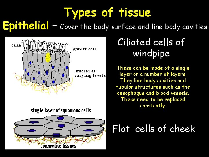 Types of tissue Epithelial – Cover the body surface and line body cavities Ciliated