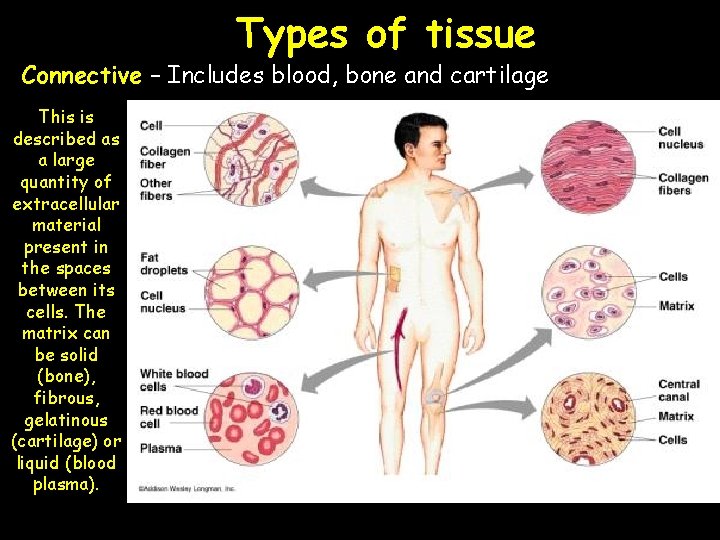 Types of tissue Connective – Includes blood, bone and cartilage This is described as