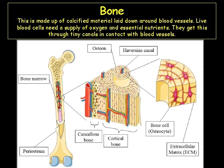 Bone This is made up of calcified material laid down around blood vessels. Live