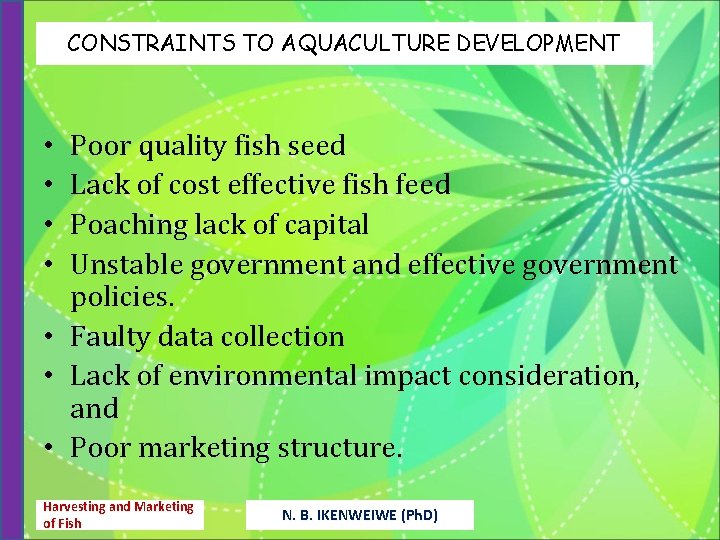CONSTRAINTS TO AQUACULTURE DEVELOPMENT • • Poor quality fish seed Lack of cost effective