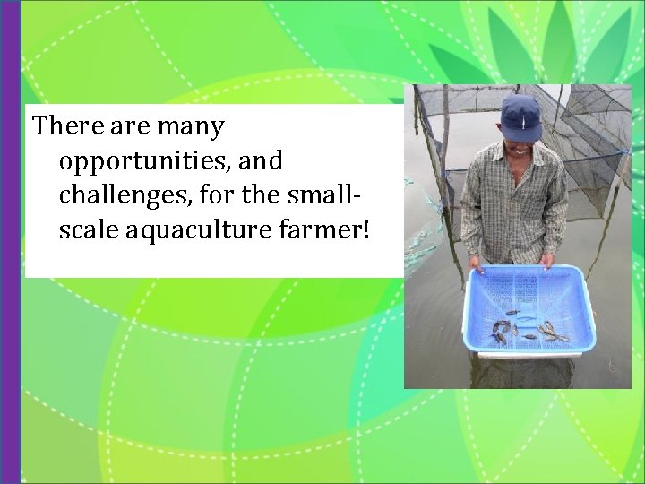 There are many opportunities, and challenges, for the smallscale aquaculture farmer! 