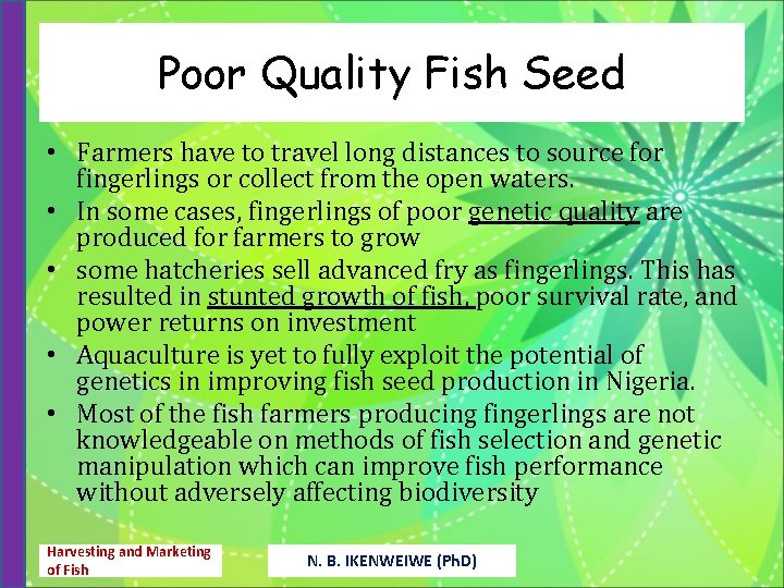 Poor Quality Fish Seed • Farmers have to travel long distances to source for