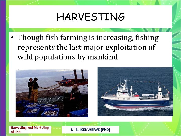 HARVESTING • Though fish farming is increasing, fishing represents the last major exploitation of