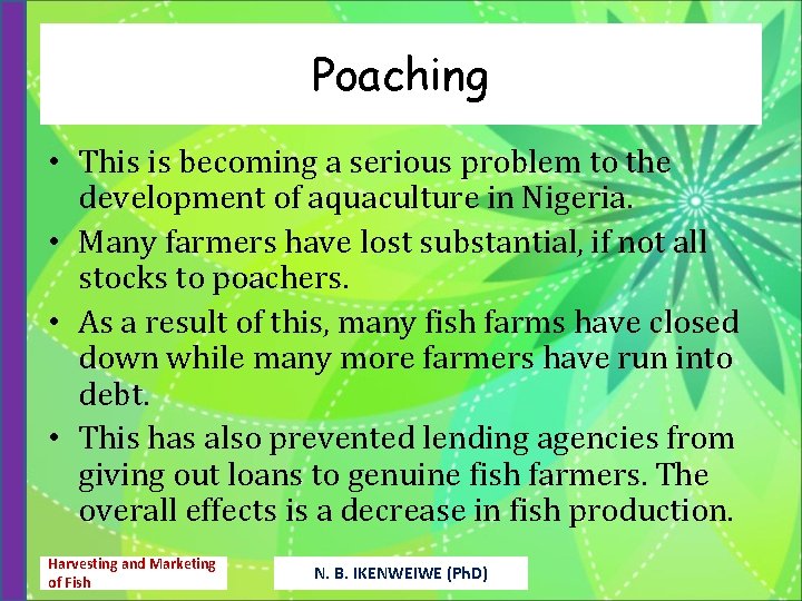 Poaching • This is becoming a serious problem to the development of aquaculture in